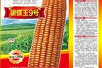 银蝶玉9号　审定编号：桂审玉2017036号